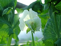 3p位の花です