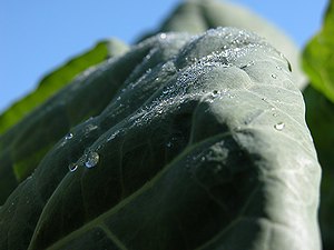 青空に生えるキャベツの緑