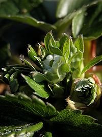 蕾が・・・