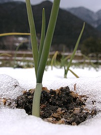 玉ねぎ苗