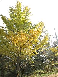 イチョウの紅葉1