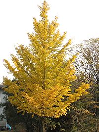 イチョウの紅葉一週間後