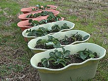 まだまだ植えます。
