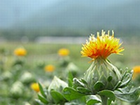畑から鶏舎を望む