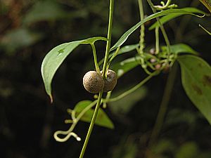 小さなじゃがいもみたい
