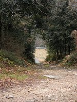 農場から裏山に続く道