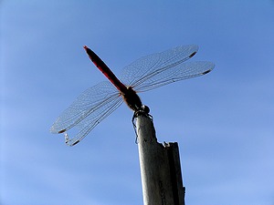 天高く