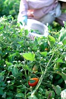 野菜作りは深い!