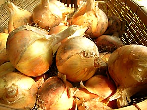 大きくて甘い